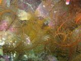 Feather star